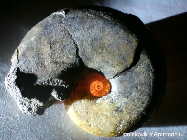 аммониты, головоногие моллюски, берриас, Крым, Haploceras, Ammonites, Berriasian