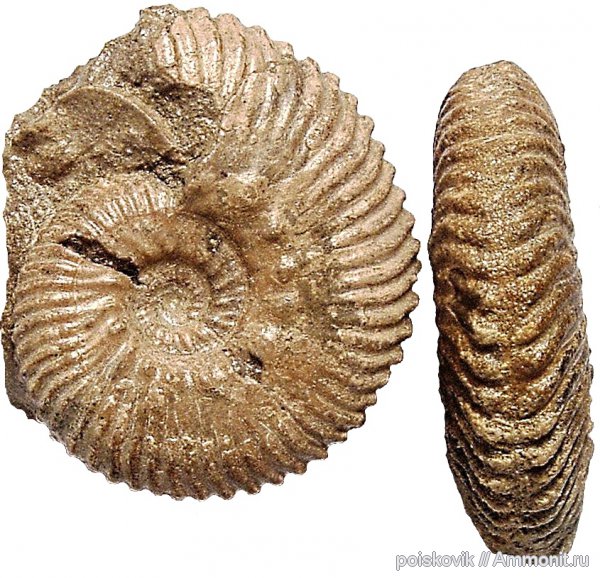 аммониты, головоногие моллюски, берриас, Крым, Ammonites, Dalmasiceras, Berriasian