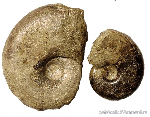 аммониты, головоногие моллюски, берриас, Крым, Haploceras, Ammonites, Berriasian, Haploceras elimatum