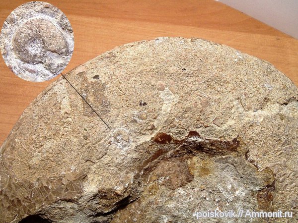 аммониты, головоногие моллюски, альб, Крым, Ammonites, Балаклава, Albian, верхний альб