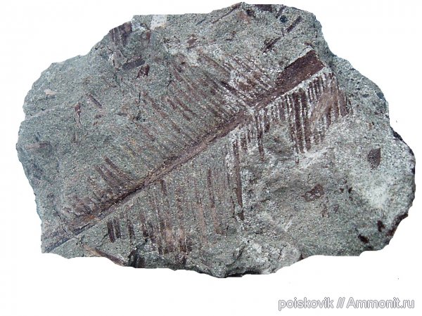 окаменевшее дерево, Флора, Крым, цикадофиты, Балаклава, эрратические валуны