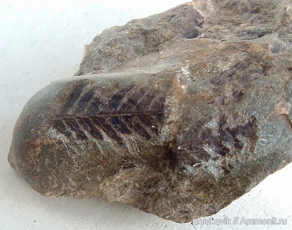 окаменевшее дерево, Флора, Крым, Балаклава, эрратические валуны