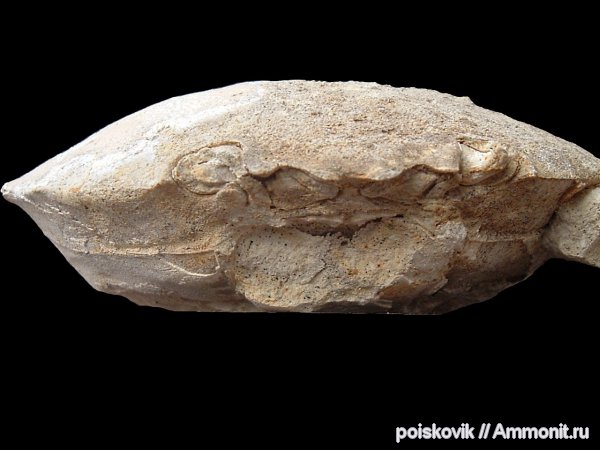 членистоногие, раки, Крым, Xanthopsis, крабы