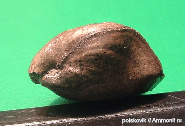 брахиоподы, берриас, Крым, Sellithyris, Terebratulida, Berriasian, Sellithyris uniplicata