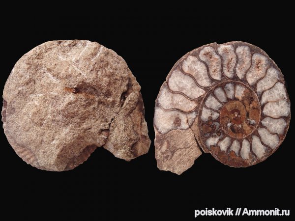 аммониты, головоногие моллюски, Крым, Ammonites, Dalmasiceras