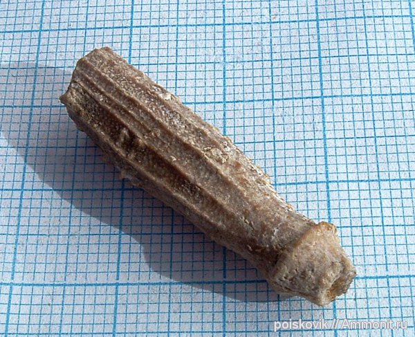 морские ежи, иглокожие, Крым, Балаклава, иглы морских ежей