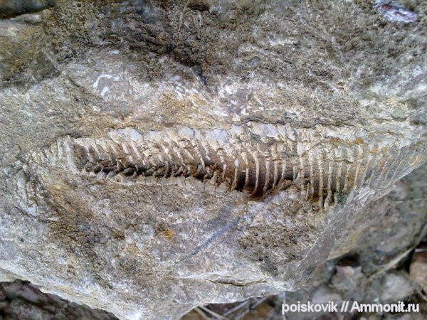 аммониты, головоногие моллюски, Крым, Ammonites, Балаклава