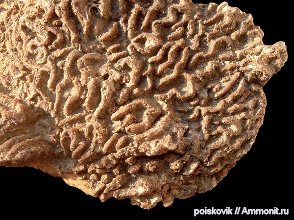 кораллы, Крым, Scleractinia, Diploria