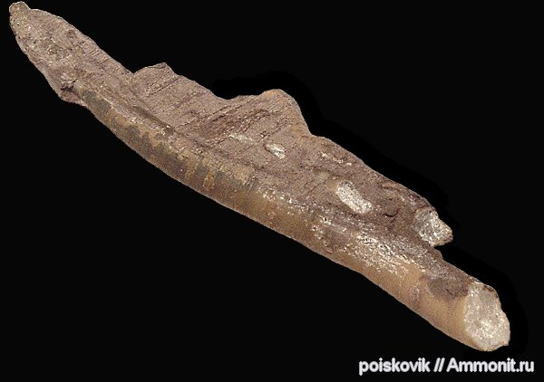 окаменевшее дерево, Флора, альб, Крым, Albian, эрратические валуны