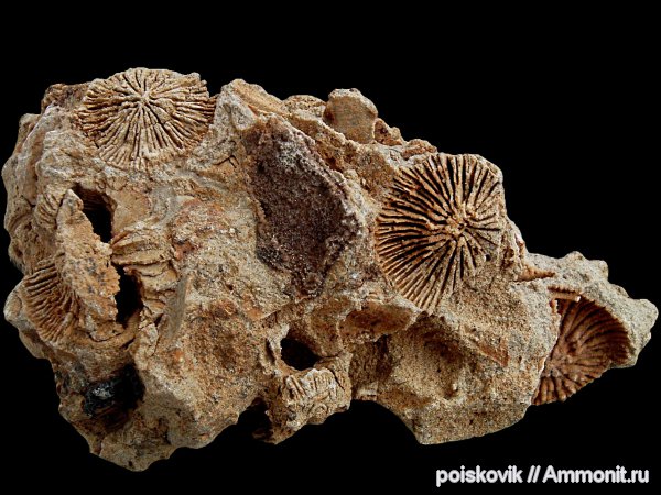 кораллы, Крым, Montlivaltia, Scleractinia