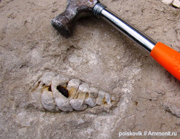 гастроподы, брюхоногие моллюски, Крым, Балаклава