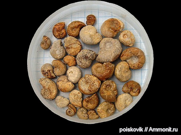 аммониты, головоногие моллюски, Крым, готерив, Ammonites, верхний готерив, Hauterivian