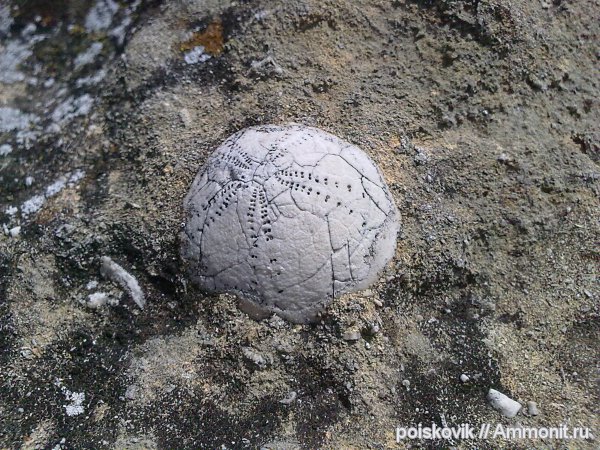 морские ежи, иглокожие, Крым