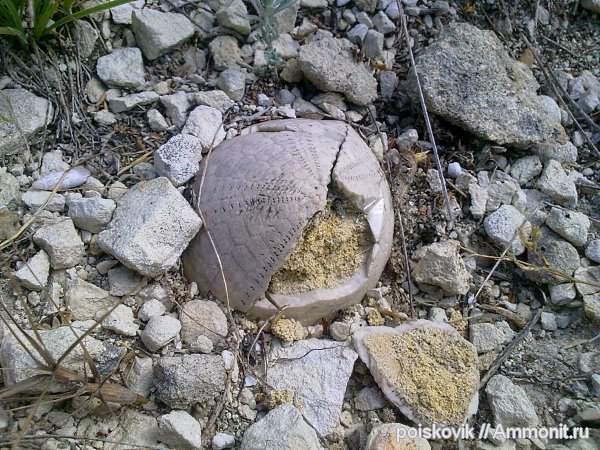 морские ежи, иглокожие, Крым