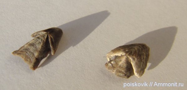 головоногие моллюски, Крым, ринхолиты, Hadrocheilus