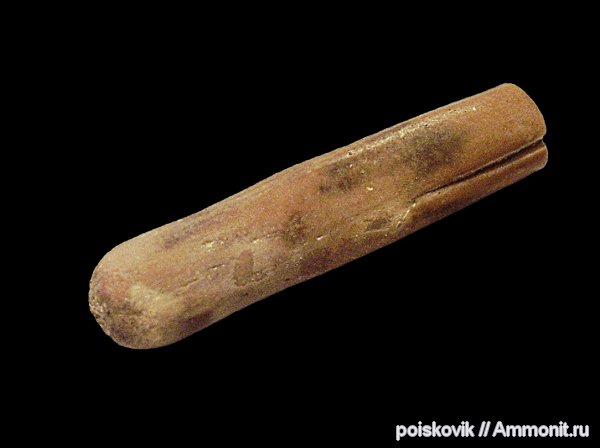 белемниты, головоногие моллюски, Крым, апт, прижизненные повреждения, Aptian, belemnites