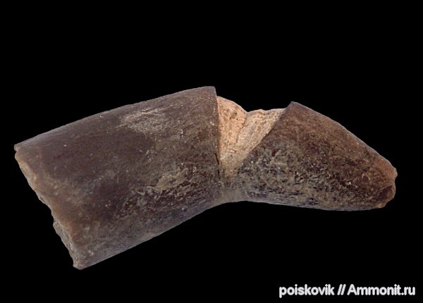 белемниты, головоногие моллюски, Крым, апт, Aptian, belemnites