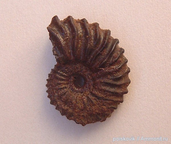 аммониты, головоногие моллюски, берриас, Крым, Ammonites, Neocosmoceras, Neocosmoceras euthymi