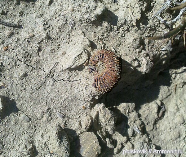 аммониты, головоногие моллюски, Крым, Ammonites
