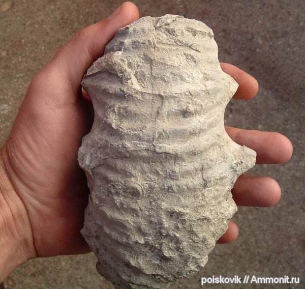 аммониты, головоногие моллюски, Крым, Ammonites, Pomeliceras