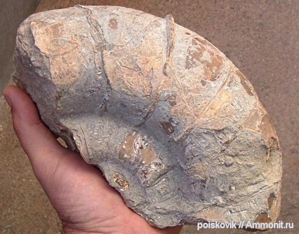 аммониты, головоногие моллюски, Крым, Ammonites, Protetragonites tauricus, Protetragonites