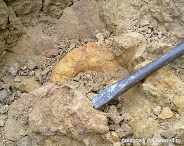 аммониты, головоногие моллюски, Крым, Ammonites