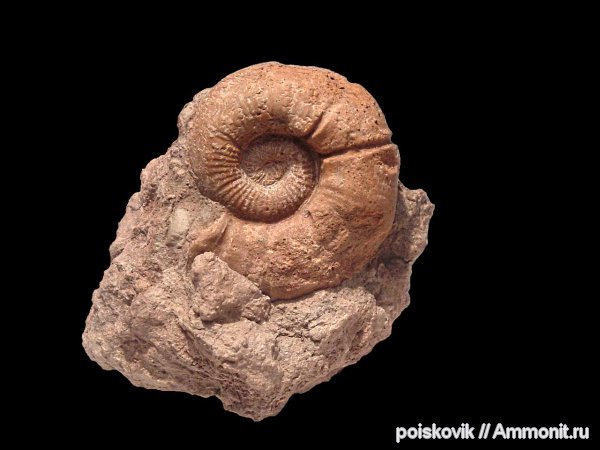 аммониты, головоногие моллюски, Крым, баррем, нижний баррем, устье, Ammonites, Spitidiscus, Spitidiscus seunesi