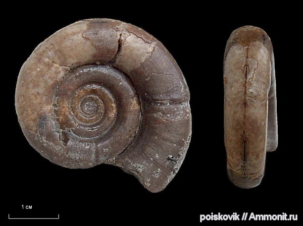 аммониты, головоногие моллюски, берриас, Крым, Ammonites, Protetragonites tauricus, Protetragonites