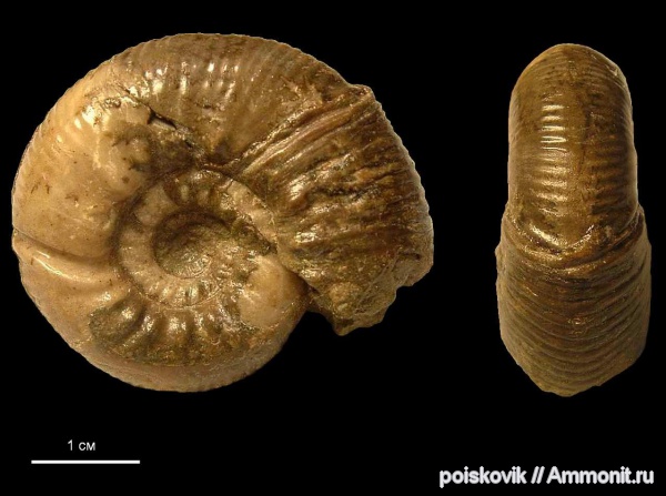 аммониты, головоногие моллюски, Крым, Ammonites, Olcostephanus