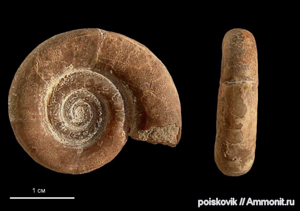аммониты, головоногие моллюски, Крым, Ammonites, Protetragonites tauricus, Protetragonites