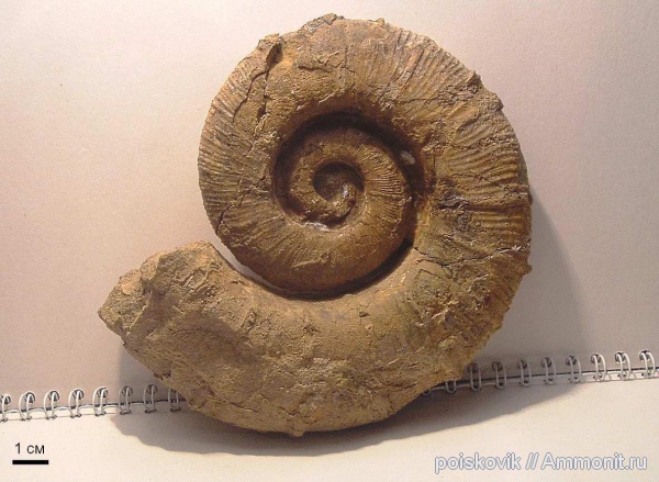 аммониты, гетероморфные аммониты, головоногие моллюски, Крым, баррем, нижний баррем, Crioceratites, Ammonites, Barremian, heteromorph ammonites