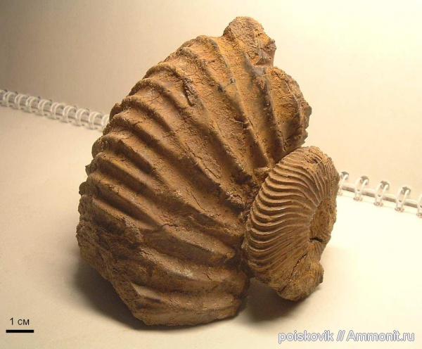 аммониты, головоногие моллюски, Speetoniceras, Крым, нижний баррем, Ammonites, Hauterivian