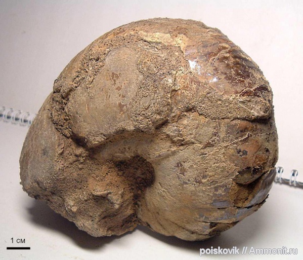 наутилусы, головоногие моллюски, Крым, баррем, Nautilida, Barremian