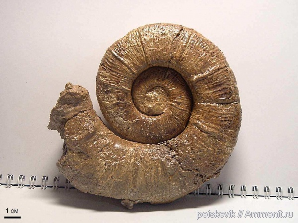 аммониты, гетероморфные аммониты, головоногие моллюски, Крым, баррем, нижний баррем, Crioceratites, Ammonites, Barremian, heteromorph ammonites