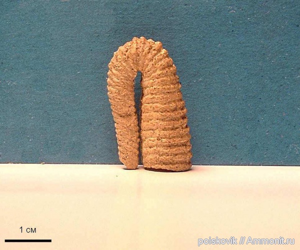 аммониты, гетероморфные аммониты, головоногие моллюски, Крым, баррем, нижний баррем, Ammonites, heteromorph ammonites