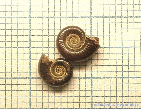 аммониты, головоногие моллюски, Крым, апт, Ammonites, Aptian