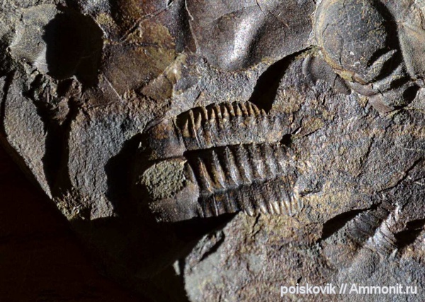 трилобиты, кембрий, членистоногие, Cambrian, Ellipsocephalus