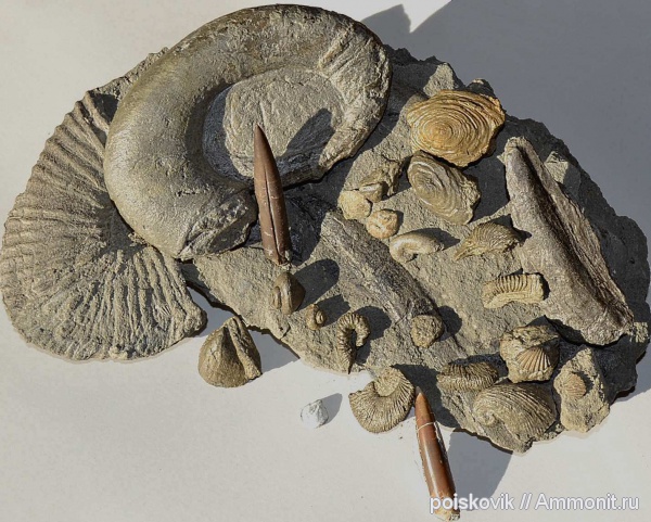 Окаменелости Крыма