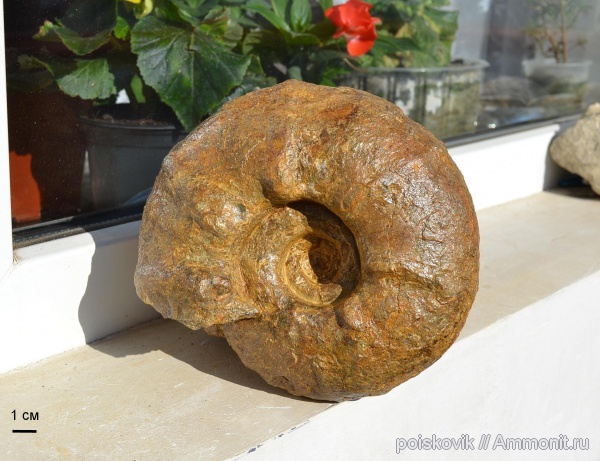 аммониты, головоногие моллюски, Крым, баррем, нижний баррем, Ammonites, Barremian
