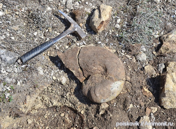 наутилусы, головоногие моллюски, Крым, Балаклава