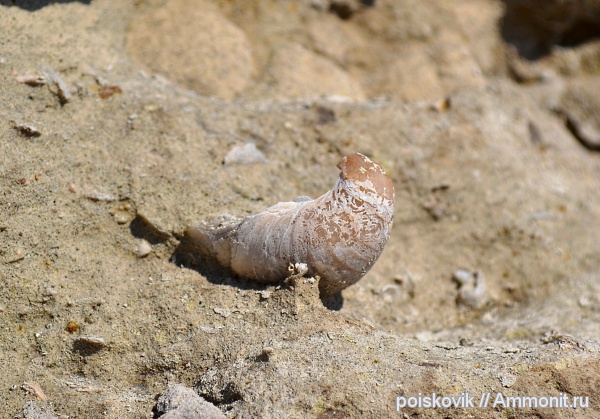 двустворки, двустворчатые моллюски, Gryphaea, Крым, Балаклава
