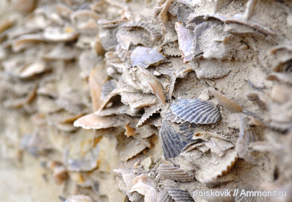 двустворки, двустворчатые моллюски, Крым, Балаклава