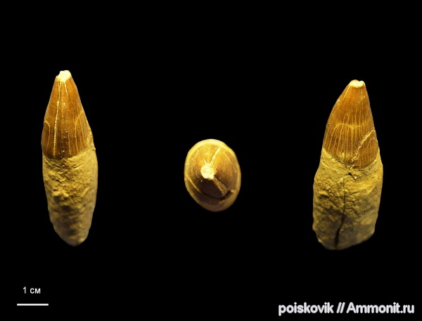 рептилии, водные рептилии, зубы, мозазавры, маастрихт, Крым, Балаклава, Mosasaurus, Maastrichtian, teeth