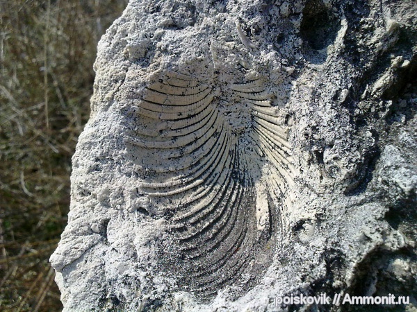 палеоген, двустворки, двустворчатые моллюски, Крым, Балаклава