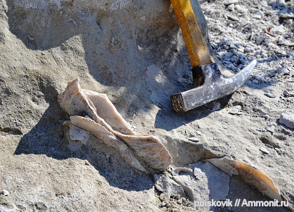 двустворки, двустворчатые моллюски, Крым, Балаклава