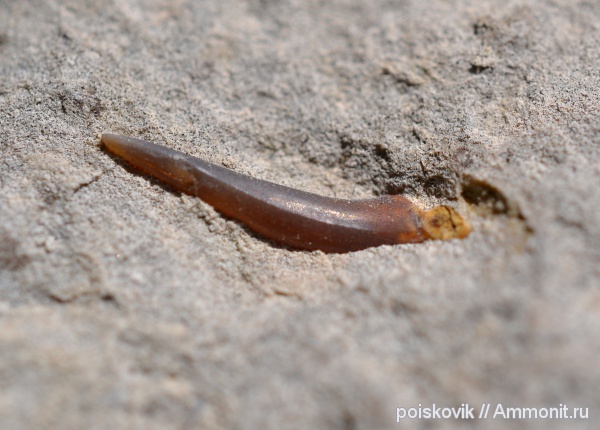 рыбы, зубы, Крым, зубы акул, Балаклава, fish, teeth, shark teeth