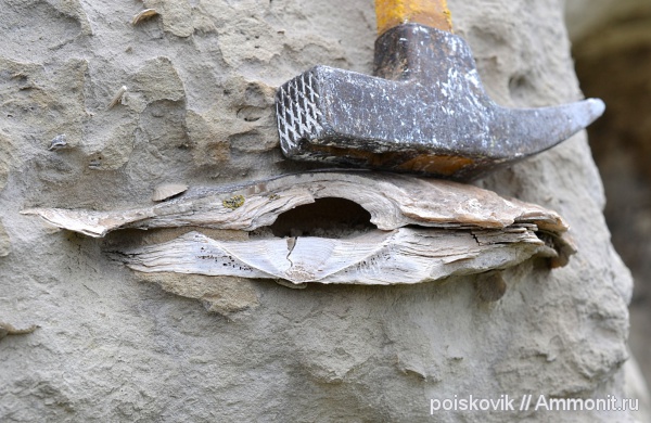 двустворчатые моллюски, Крым, устрицы