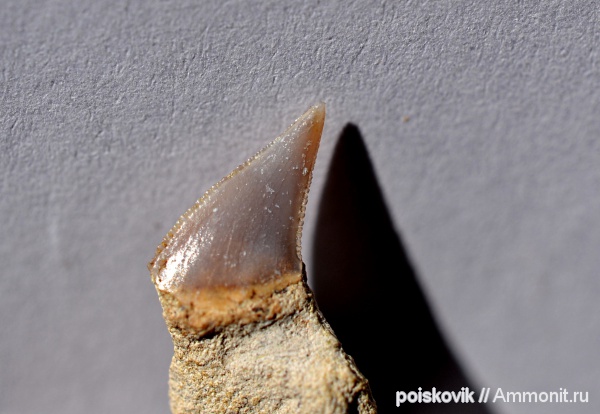 рыбы, зубы, Крым, зубы акул, Балаклава, Anacoracidae, fish, teeth, shark teeth