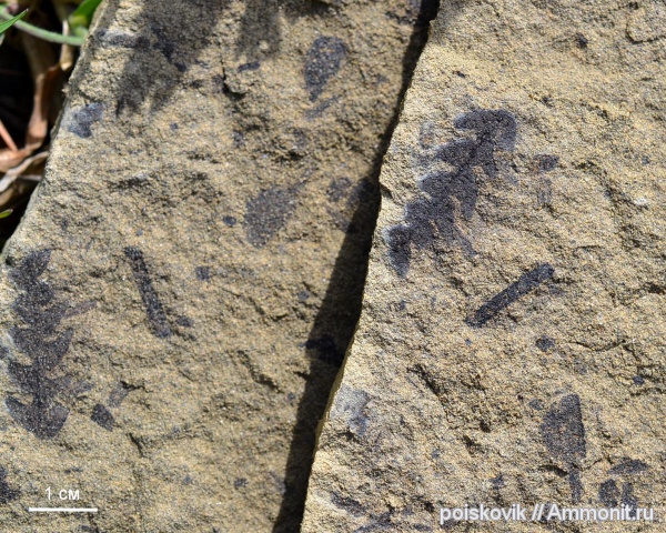 Флора, Крым, Балаклава