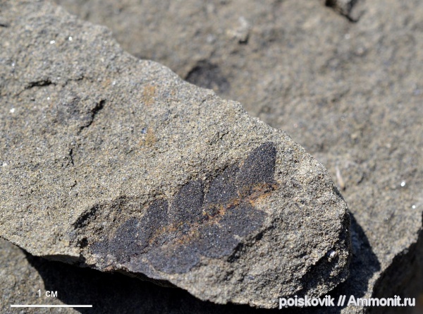 Флора, Крым, Балаклава